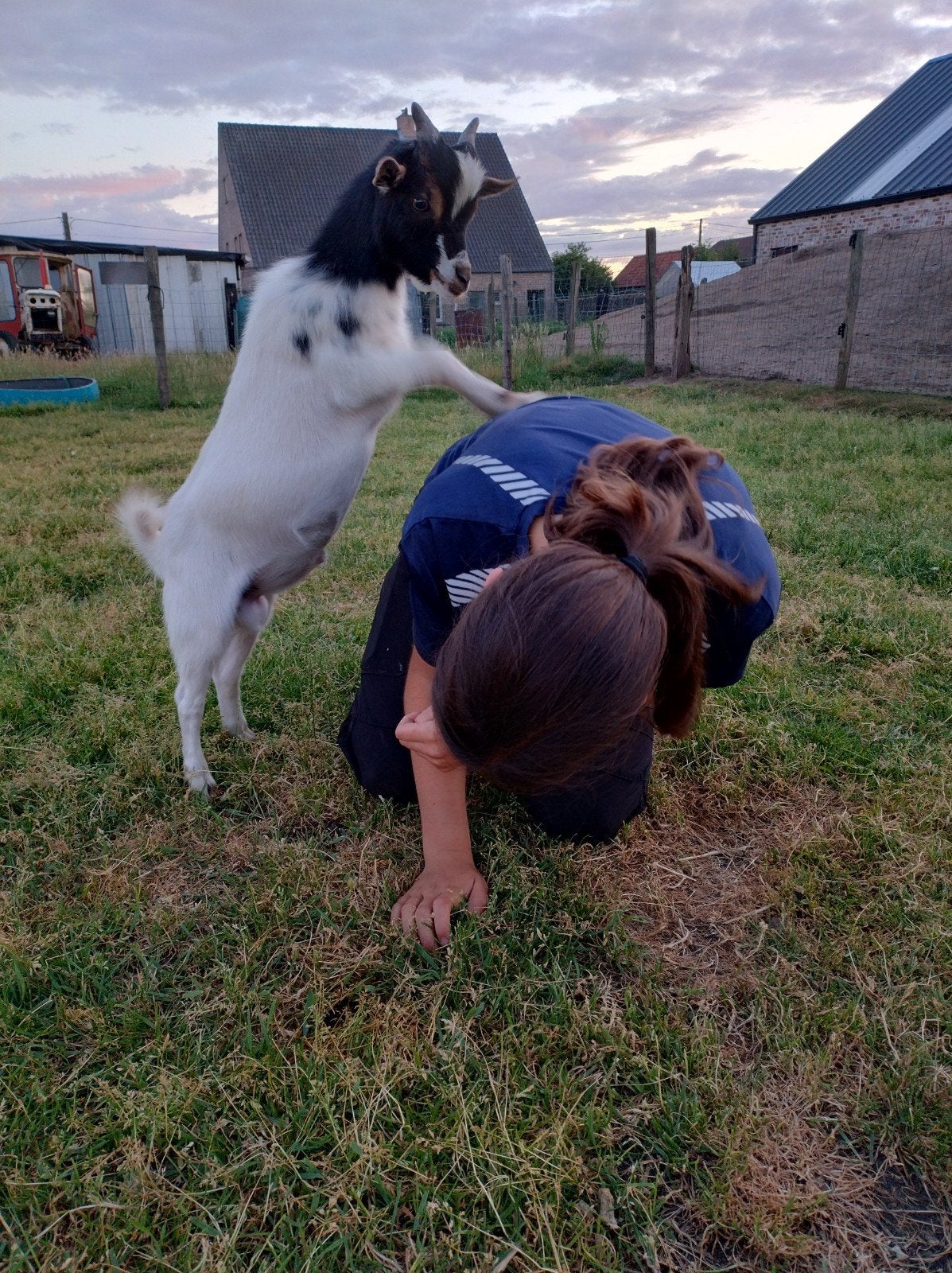 Tam geitenbokje, Dieren en Toebehoren, Mannelijk, Geit, 0 tot 2 jaar