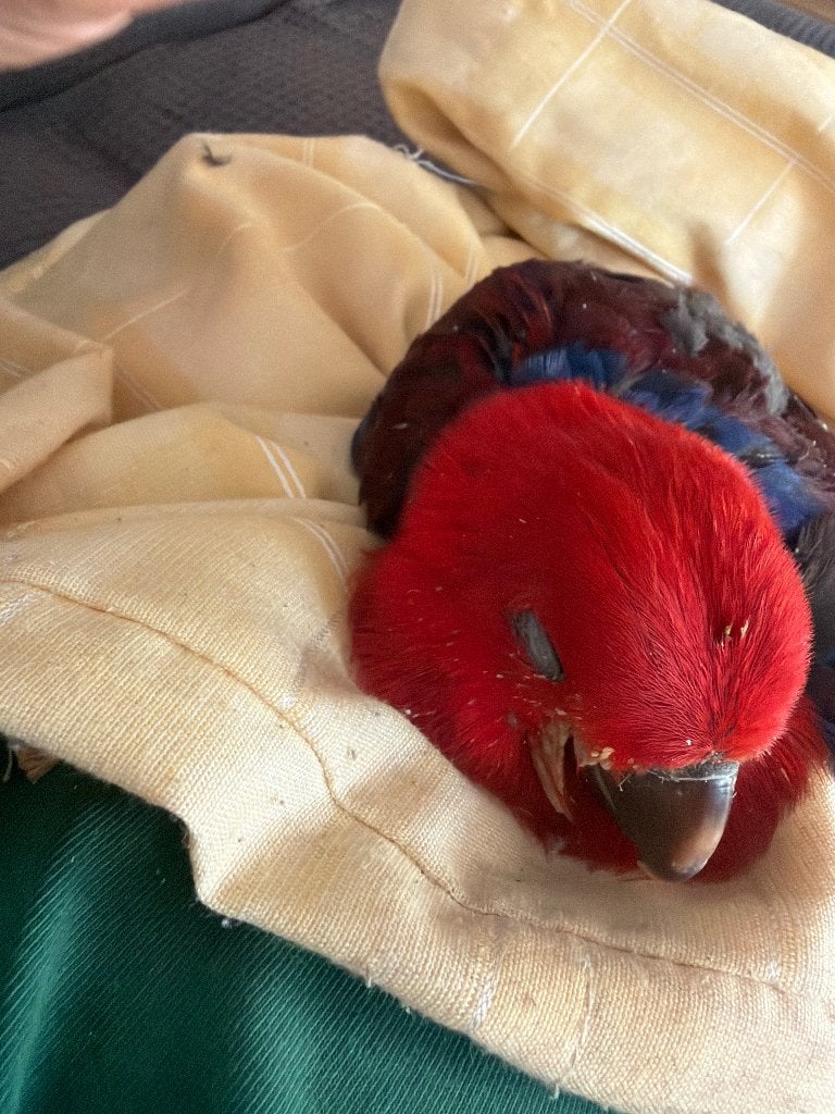 Eclectus, Animaux & Accessoires, Oiseaux | Perruches & Perroquets, Femelle, Perroquet, Domestique