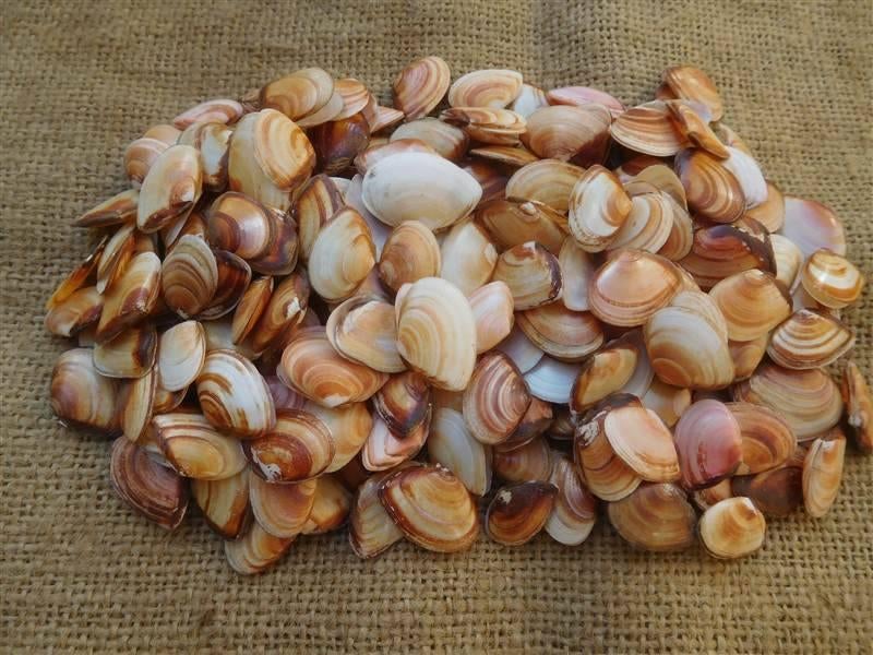 Schelpen de tere platschelp, Ophalen, Schelp(en)