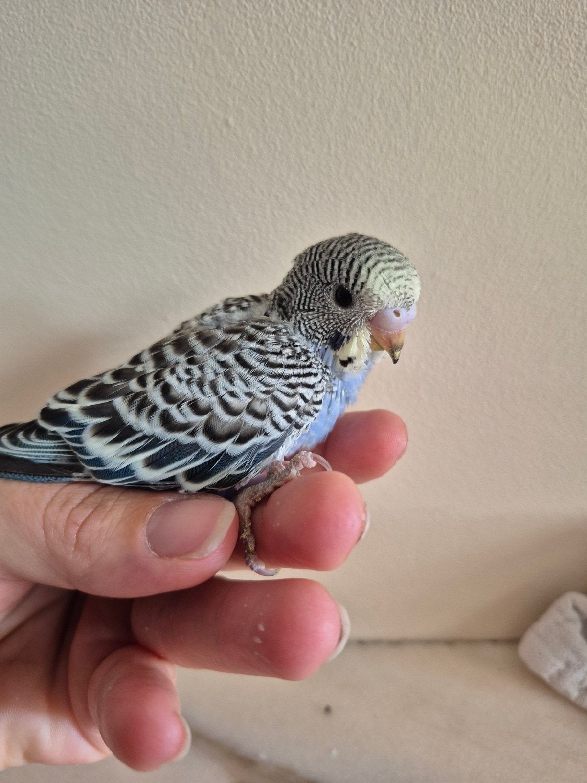 Joli bébé perruche (élevé à la main), Animaux & Accessoires