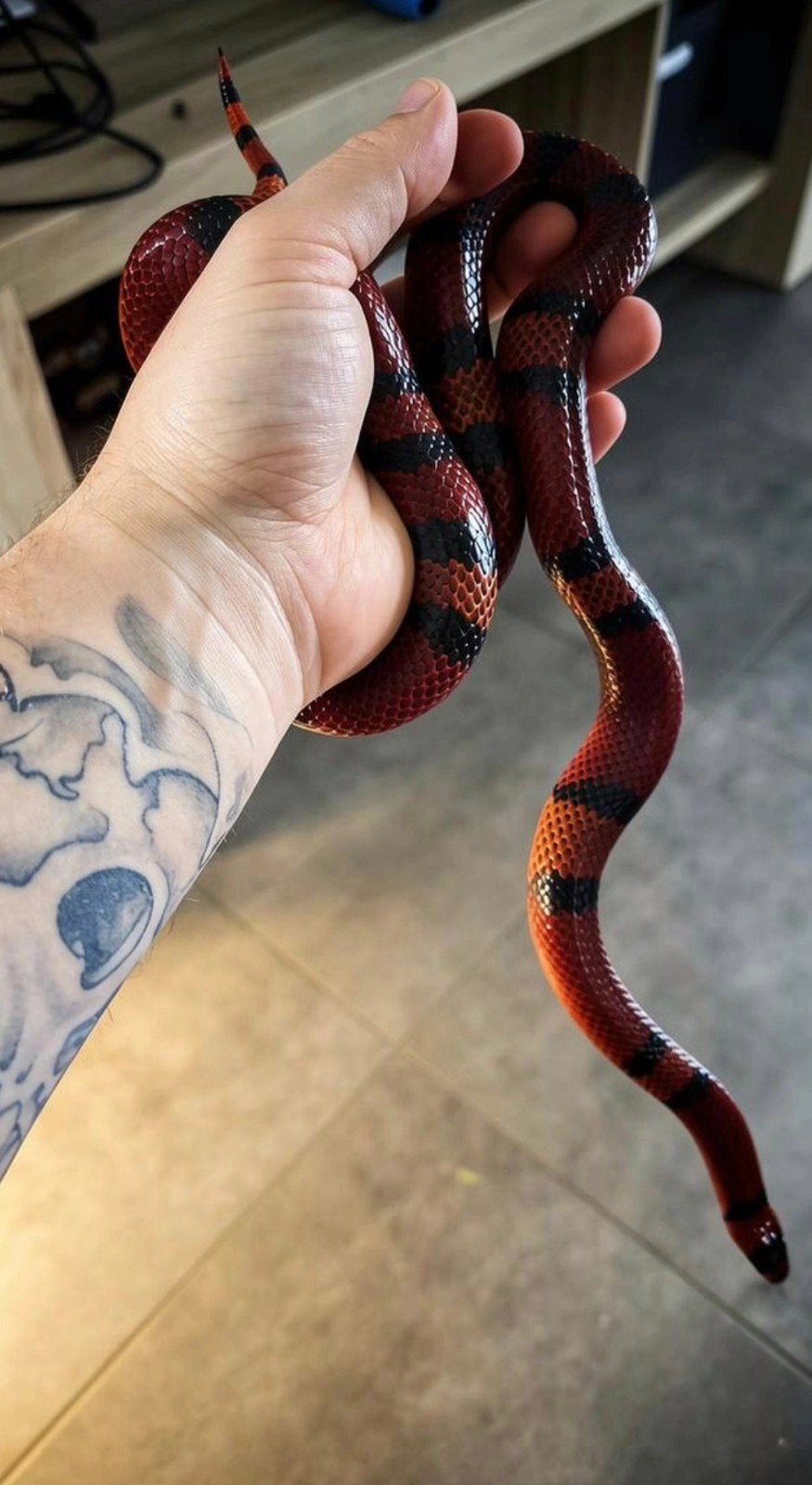 Lampropeltis triangulum hondurensis, Dieren en Toebehoren