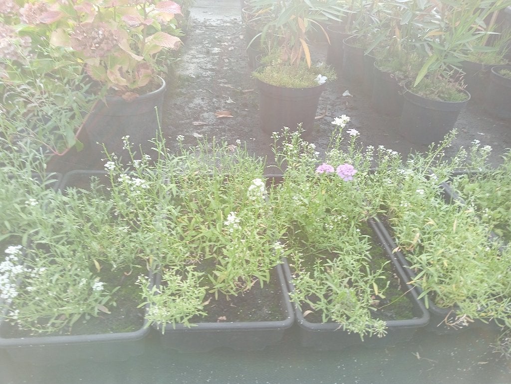 1 jarige bloemen in pot, Tuin en Terras, Volle zon, Eenjarig, Zomer, Ophalen
