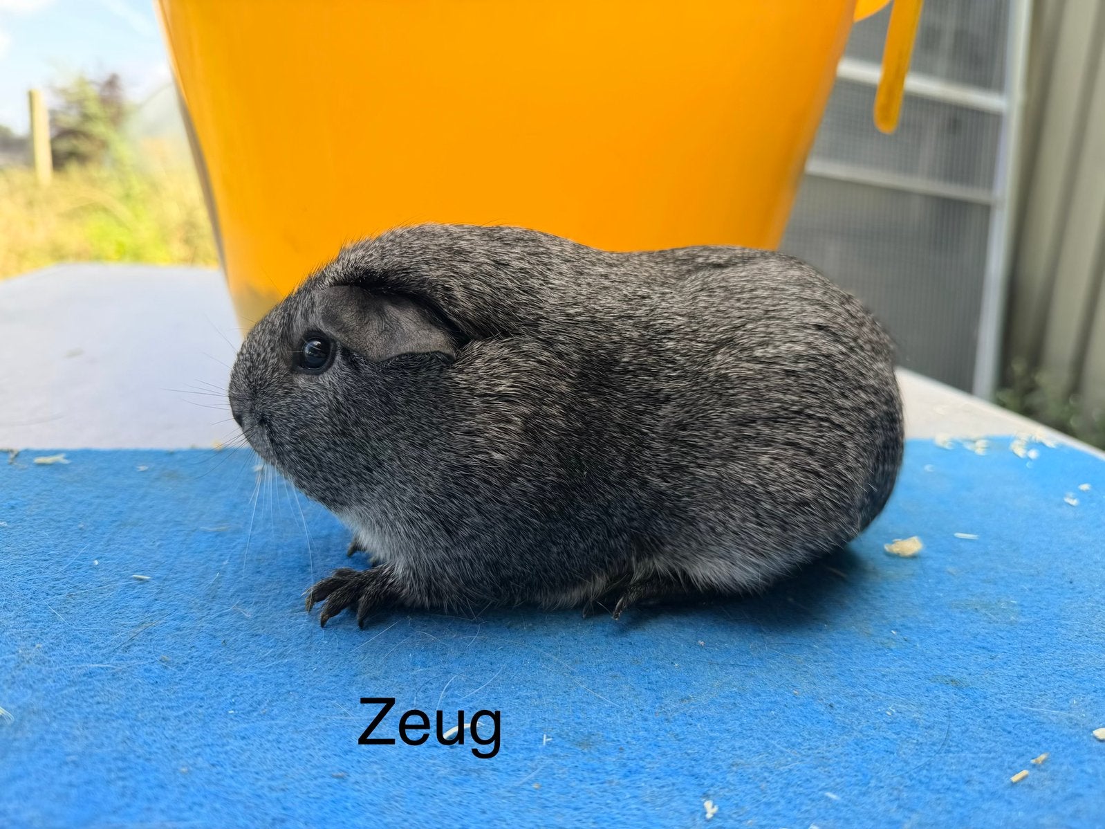 Gladhaar zilveragouti koppel, Februari, Meerdere dieren, Cavia