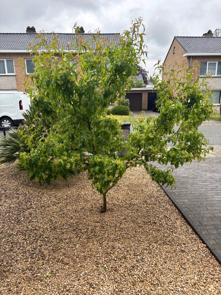 Acer ginnala bailey compact, Tuin en Terras, Planten | Bomen, Ophalen, Lente, Overige soorten, 100 tot 250 cm