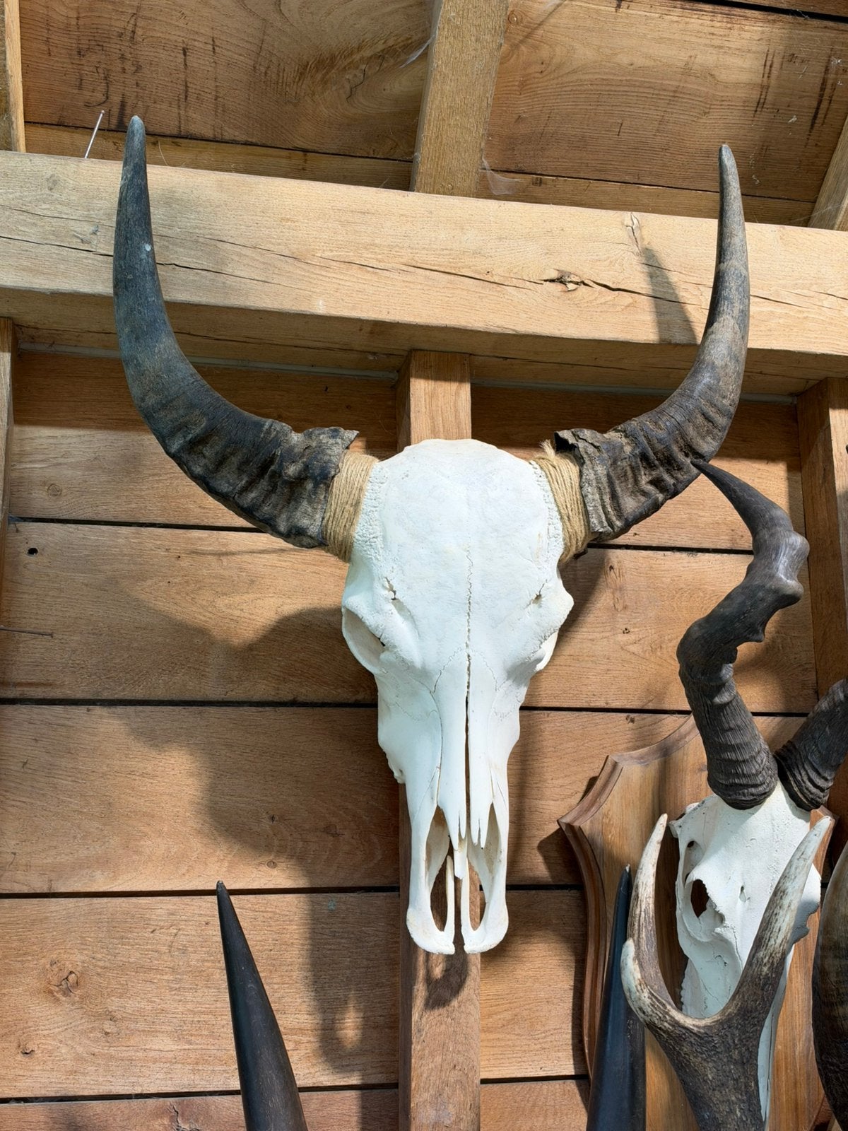 Schedel buffel, Ophalen