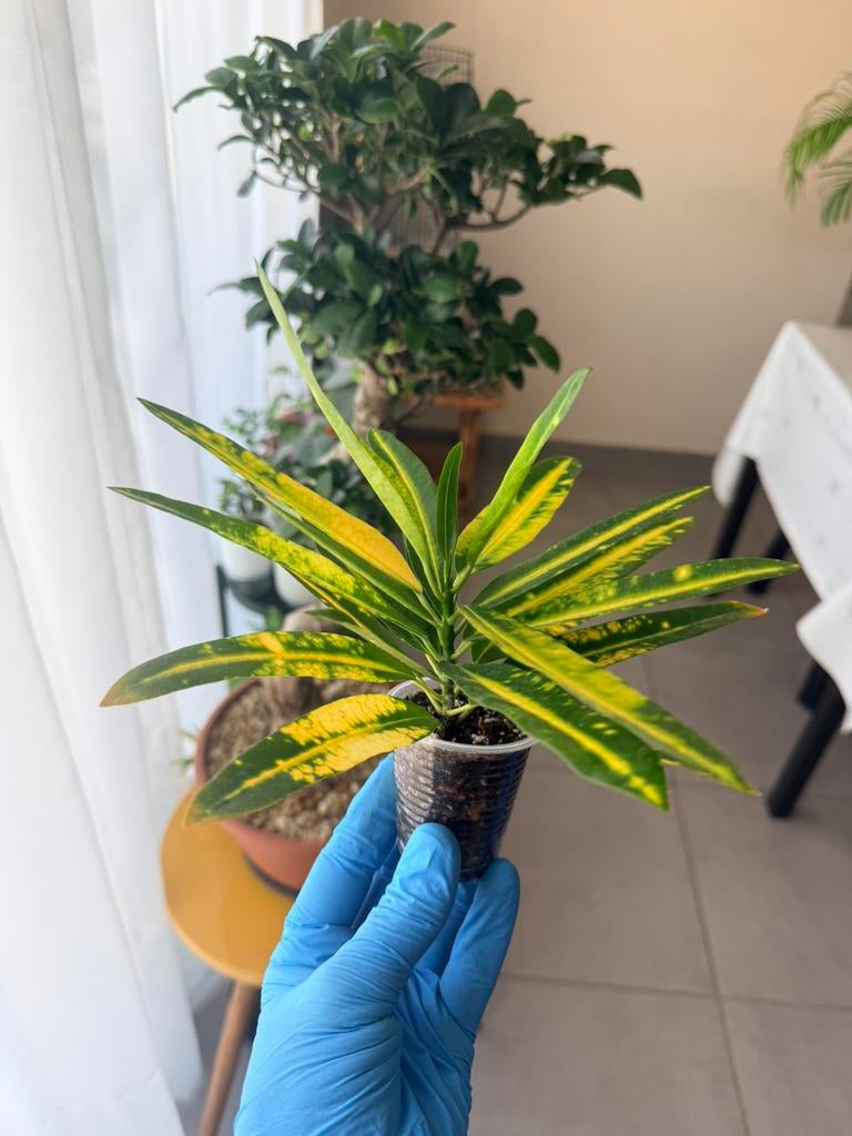 Croton “ Sunny Star”, Ophalen of Verzenden