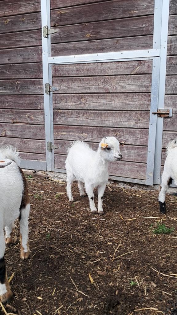 Mieke te koop, Femelle, Chèvre, 0 à 2 ans