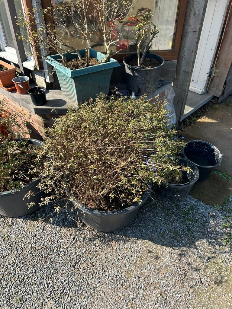 Oudere azalea’s in kuip, Ophalen, Winter