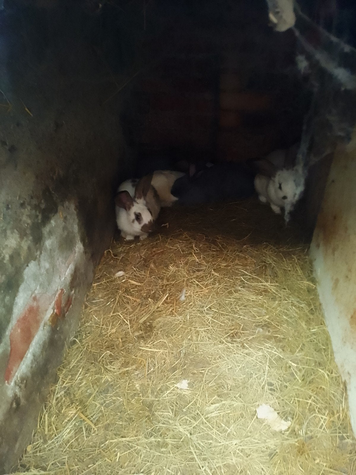 konijnen té koop, Dieren en Toebehoren