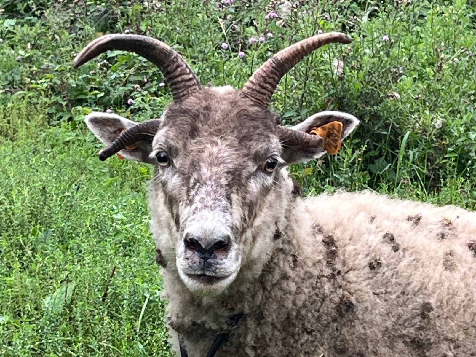 Schapen Hebredian x Manx Laoghtan, Dieren en Toebehoren, Schapen, Geiten en Varkens, Vrouwelijk, Schaap, 0 tot 2 jaar