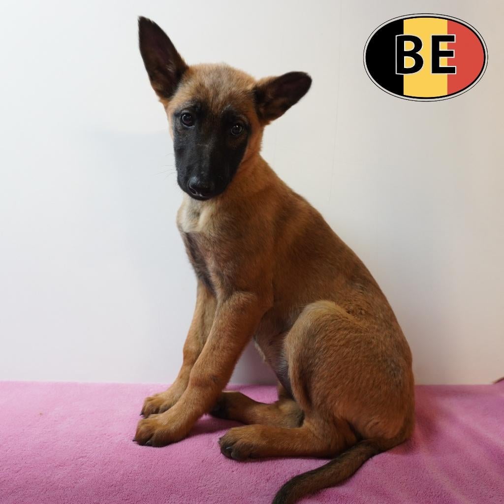 Mechelaar - Levendige pups te koop, Dieren en Toebehoren, Parvo, België, 15 weken tot 1 jaar, Handelaar