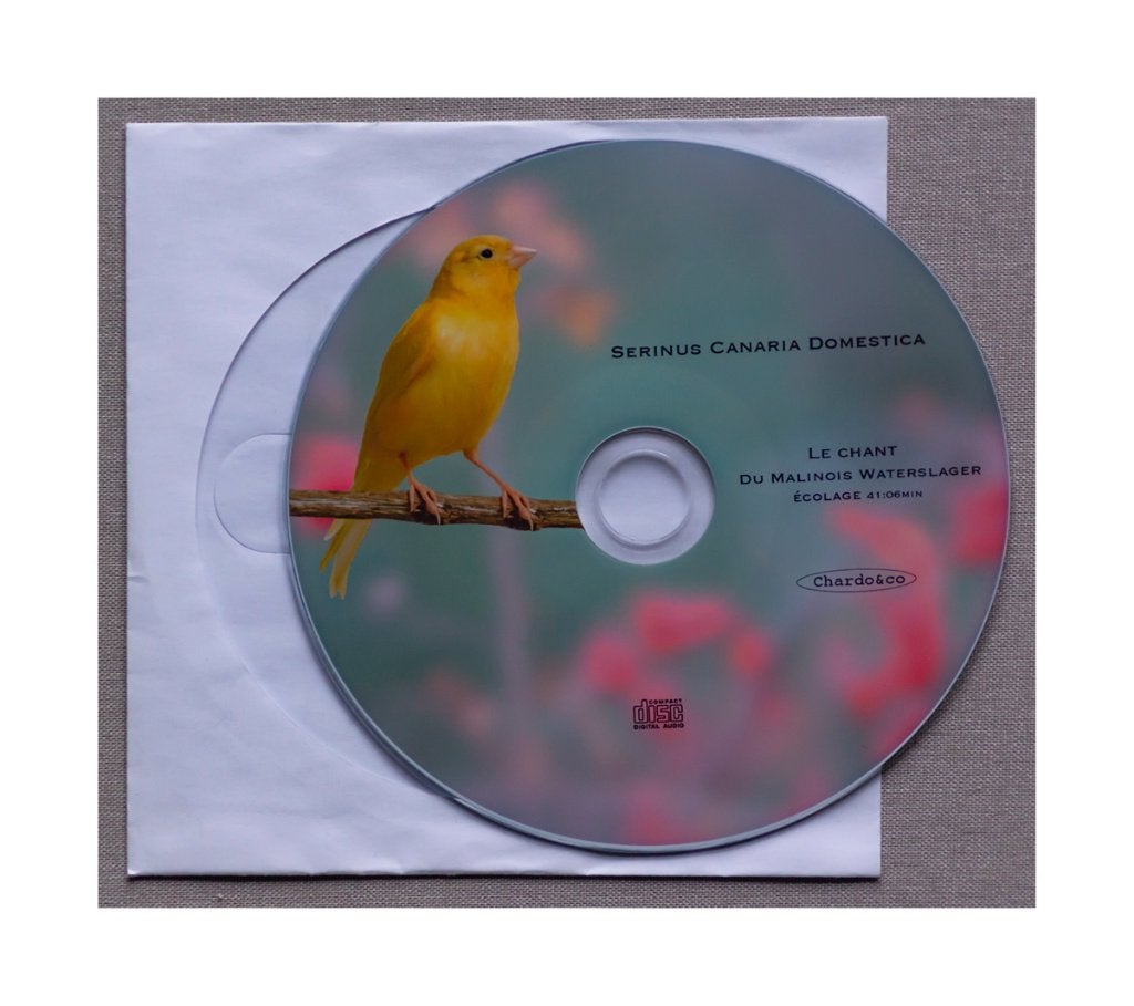 Canari Malinois, Timbrado, Harzer, Russe ..., Zangkanarie