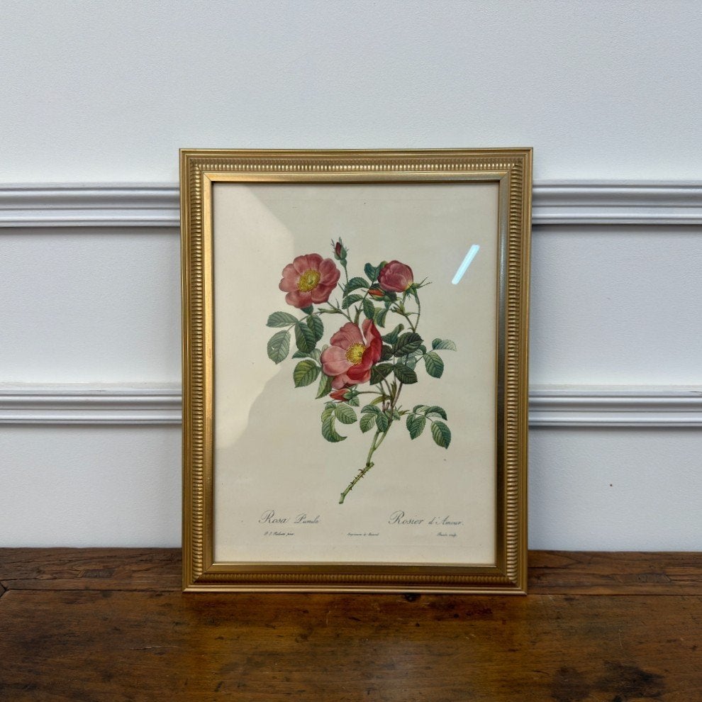 Klassiek Franse Prent Roos #4, Antiek en Kunst, Ophalen of Verzenden