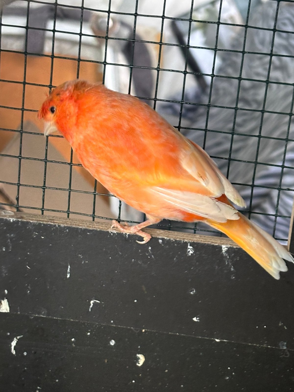 2 mannetjes kanarie zalm van 2026, Dieren en Toebehoren, Mannelijk, Kleurkanarie