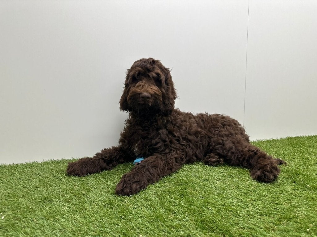 Cockapoo puberpups, België, 15 weken tot 1 jaar, Parvo, Meerdere