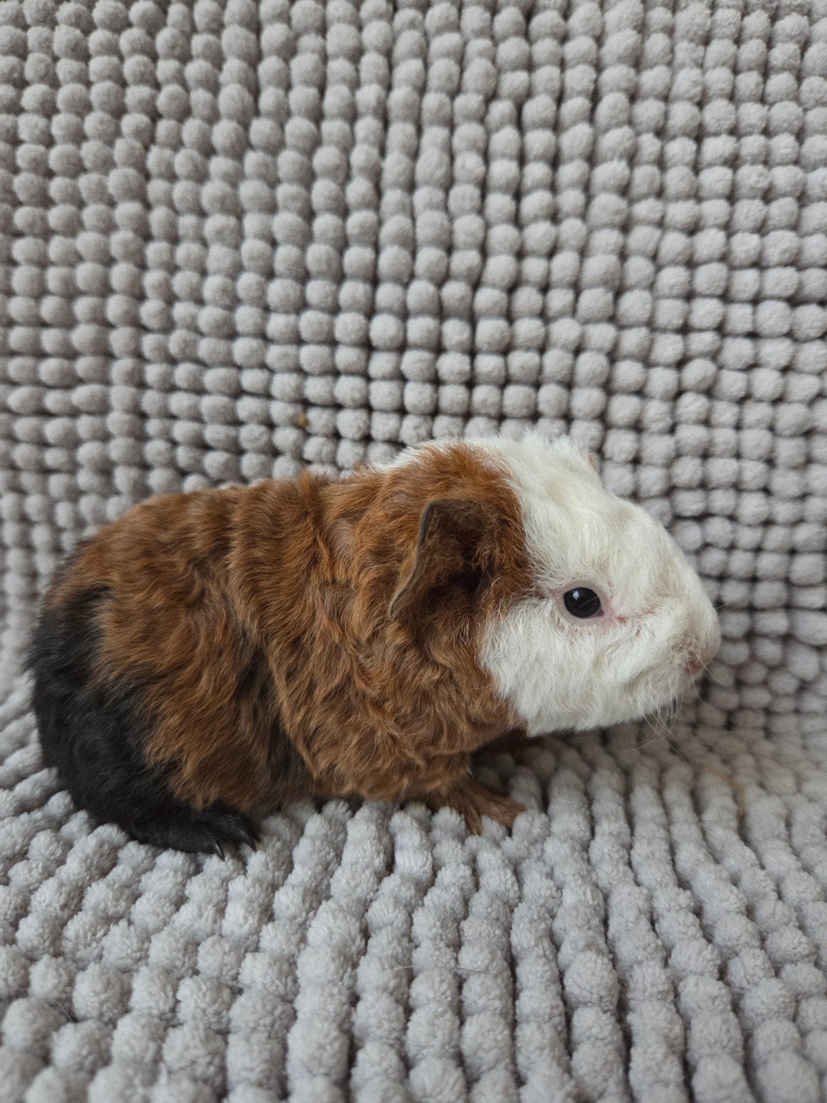 nederland us teddy beertjes, Dieren en Toebehoren, Cavia, Mannelijk, Tam, September