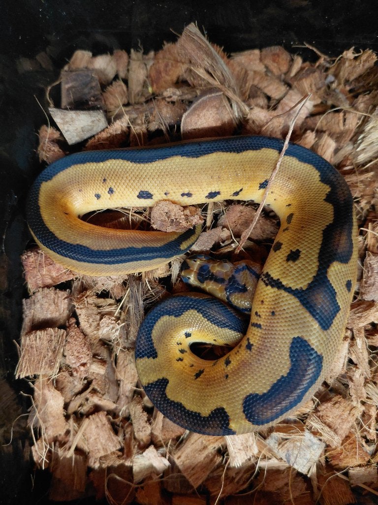 black pastel enchi leopard clown Ball Python - unknown for sale from steven