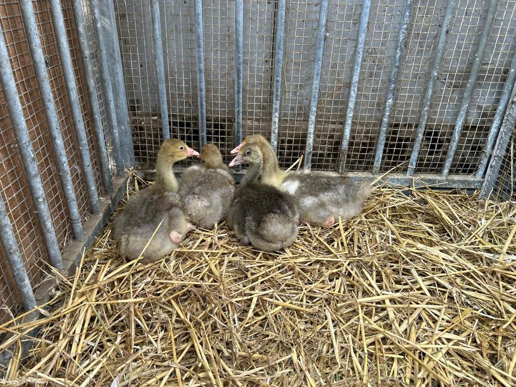 Krulveergansjes, Plusieurs animaux, Oie ou Cygne