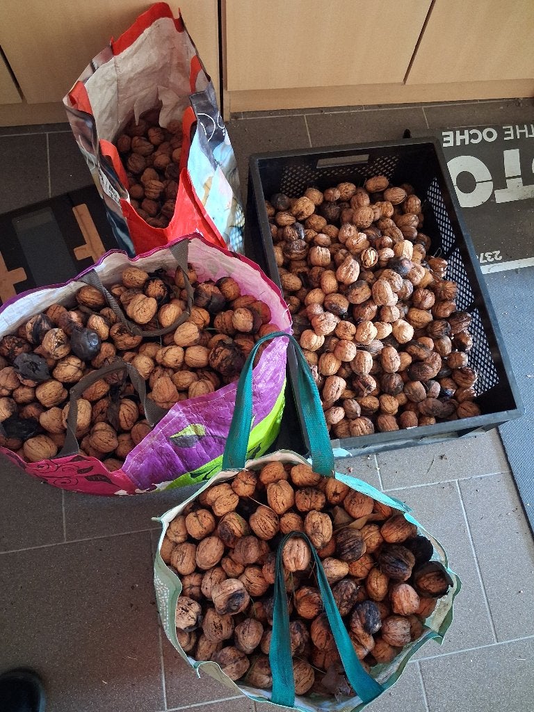 35kg verse walnoten, Ophalen, Zo goed als nieuw