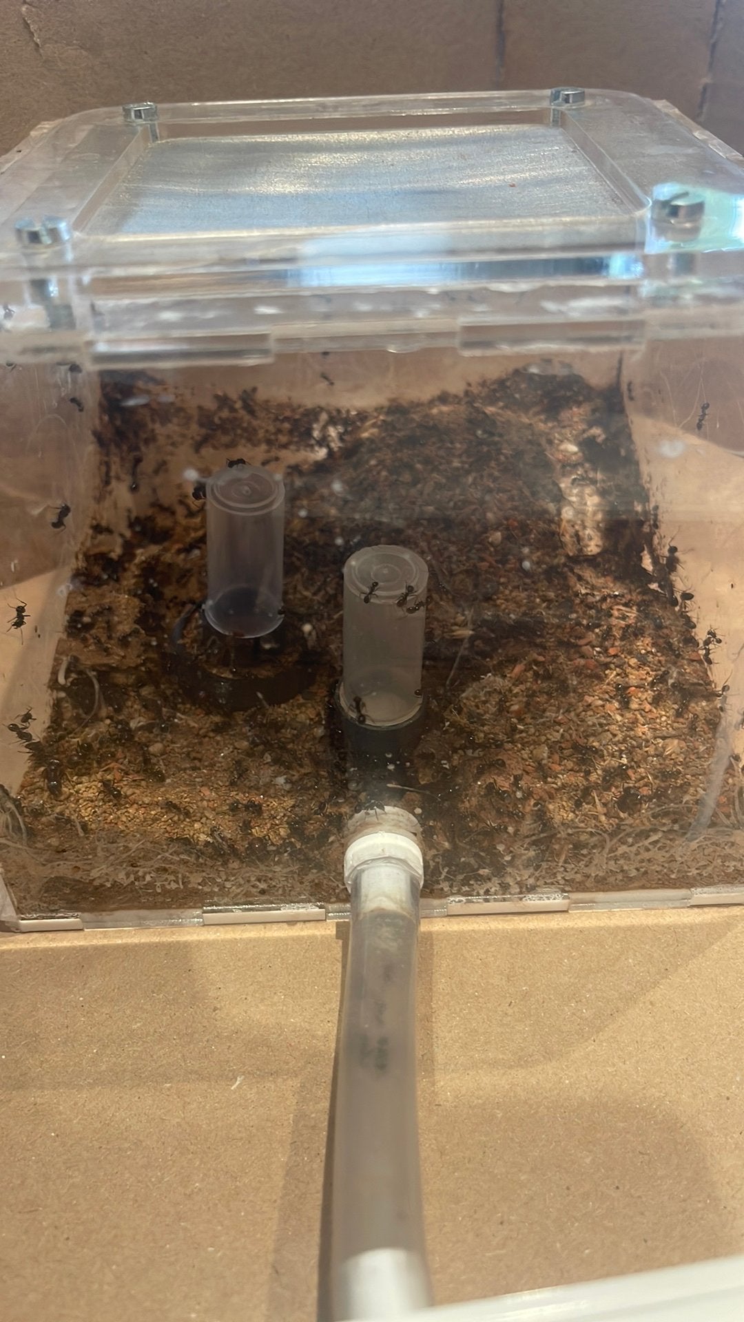Messor barbarus, Dieren en Toebehoren