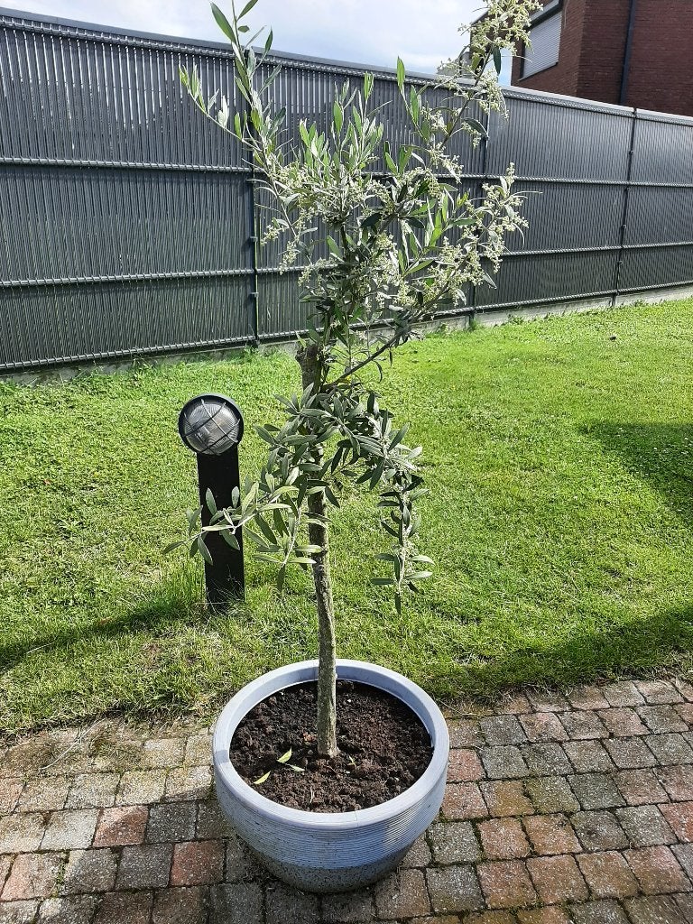OUDE OLIJFBOOM, Tuin en Terras, Ophalen, In pot, Olijfboom, 100 tot 250 cm