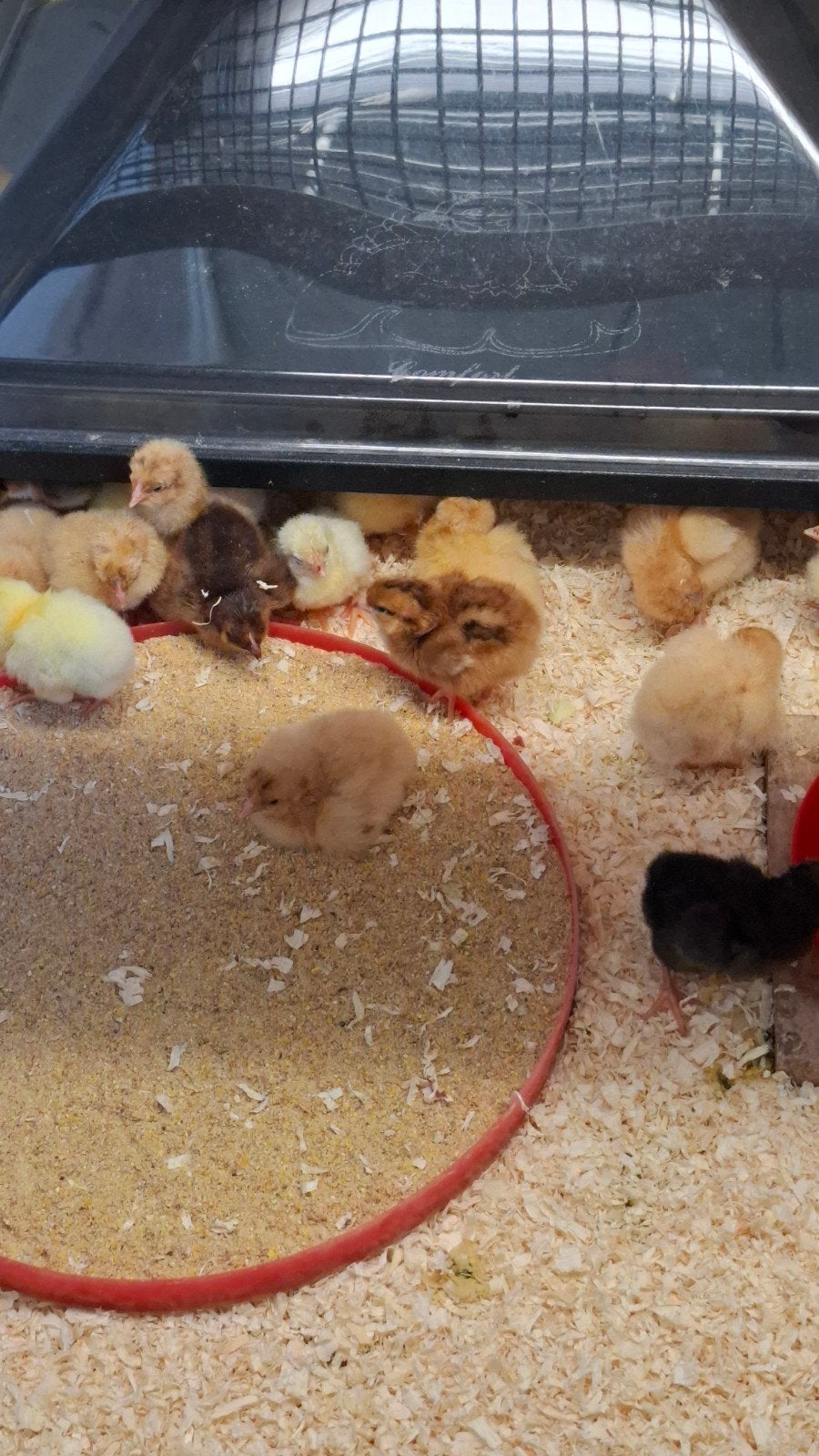 Kuikens van sierkippen, Dieren en Toebehoren, Vogels | Kanaries