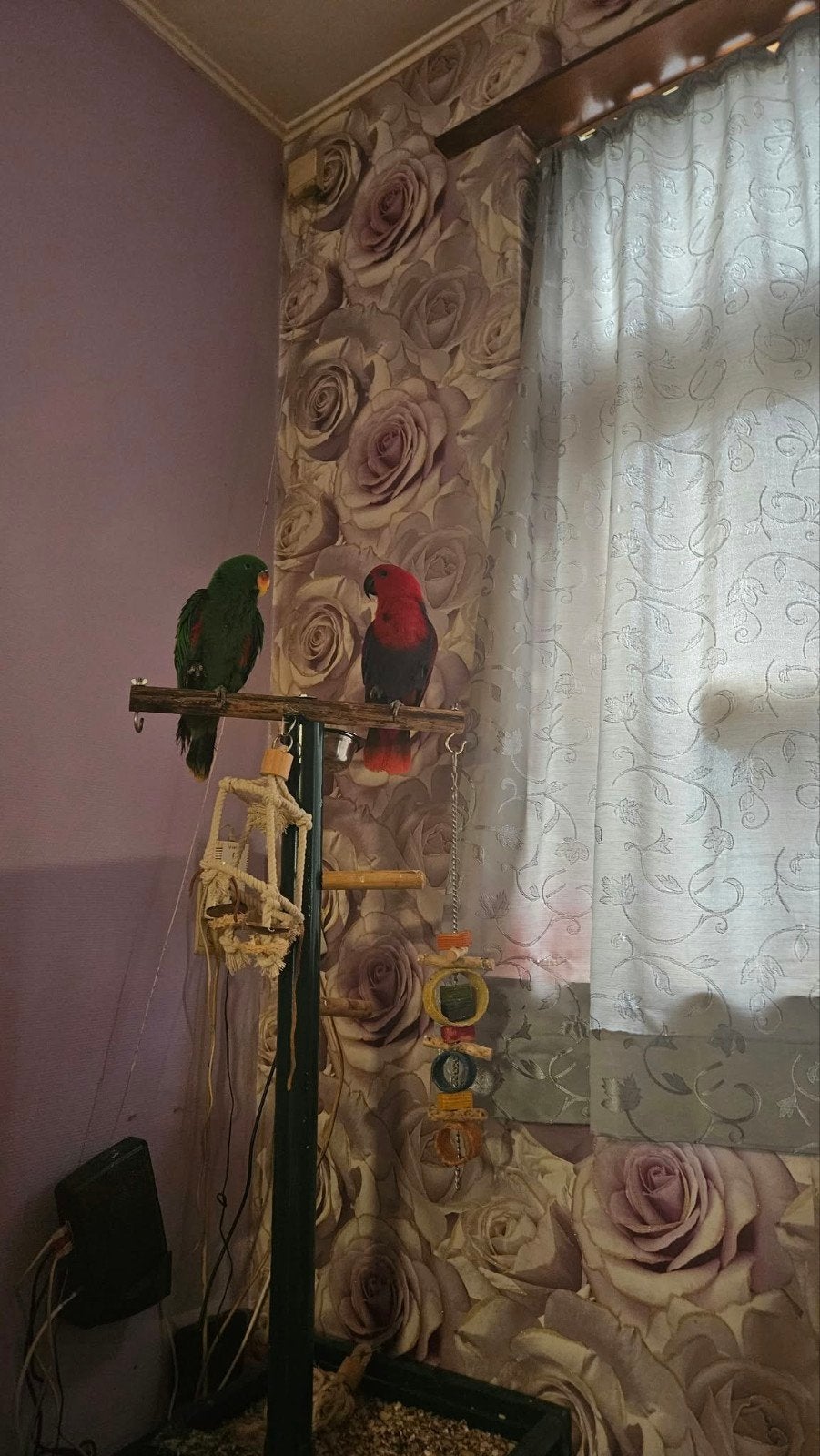 edel papegaaien M&V, Plusieurs animaux, Perroquet, Bagué
