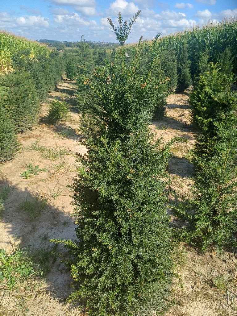 Taxus (riemst), Tuin en Terras, Ophalen