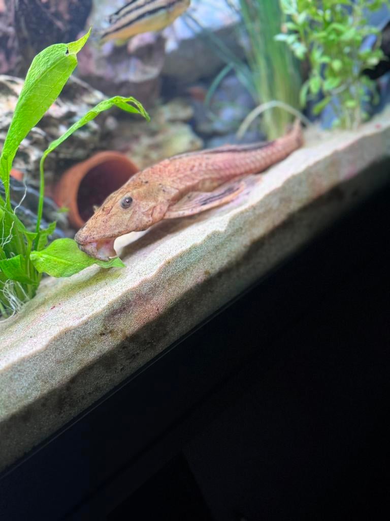 Pleco tekoop 25 cm, Poisson, Poisson d'eau douce