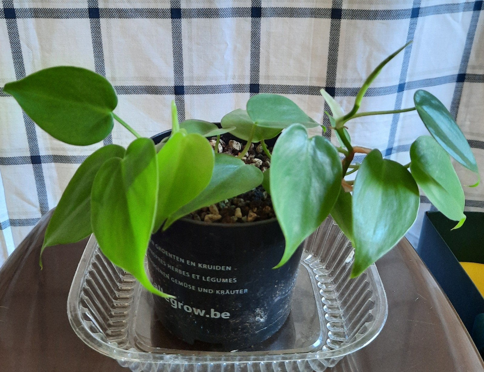 philodendron hederaceum stek, Huis en Inrichting, Kamerplanten, Ophalen, Overige soorten, Halfschaduw, In pot
