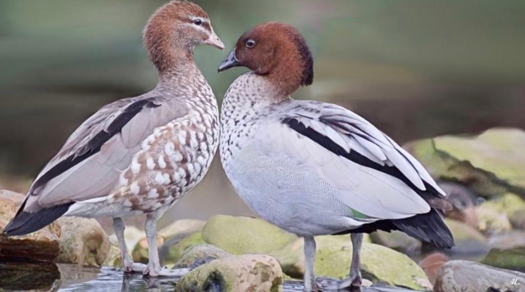 Manengans 2026 natuurbroed, Dieren en Toebehoren, Pluimvee, Meerdere dieren, Eend