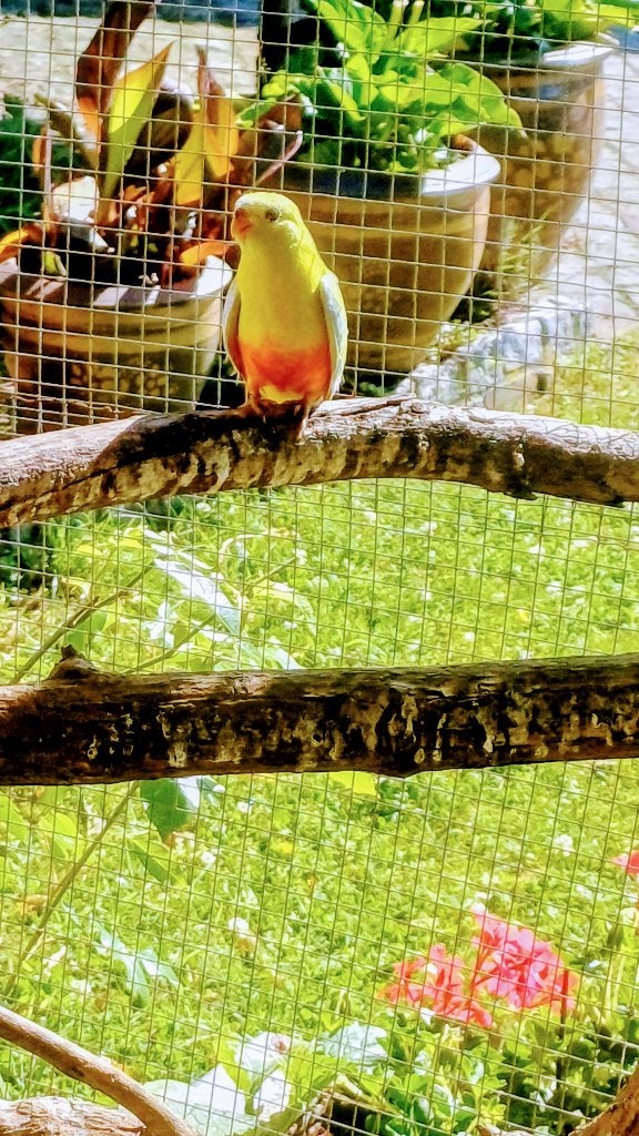vogels, Parkiet