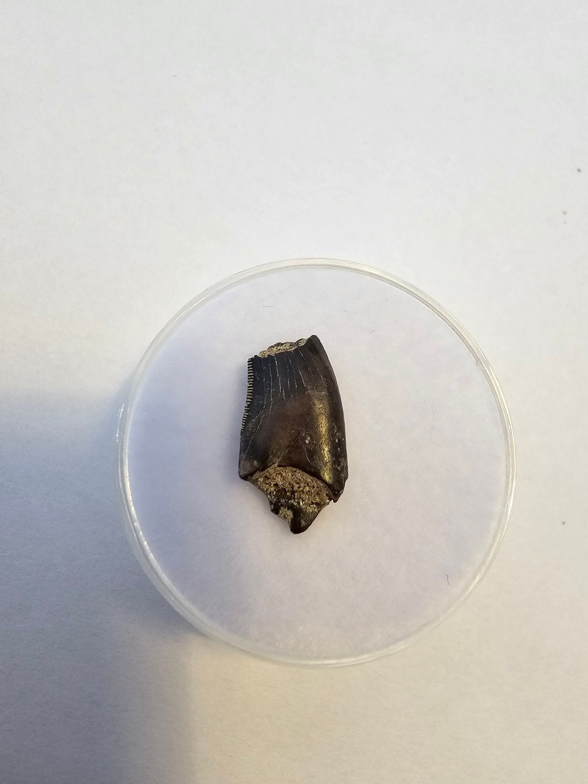 Nanotyrannus tand (zonder tip), Ophalen of Verzenden