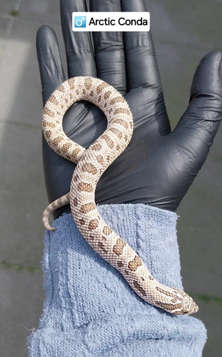 2.0 Heterodon nasicus
