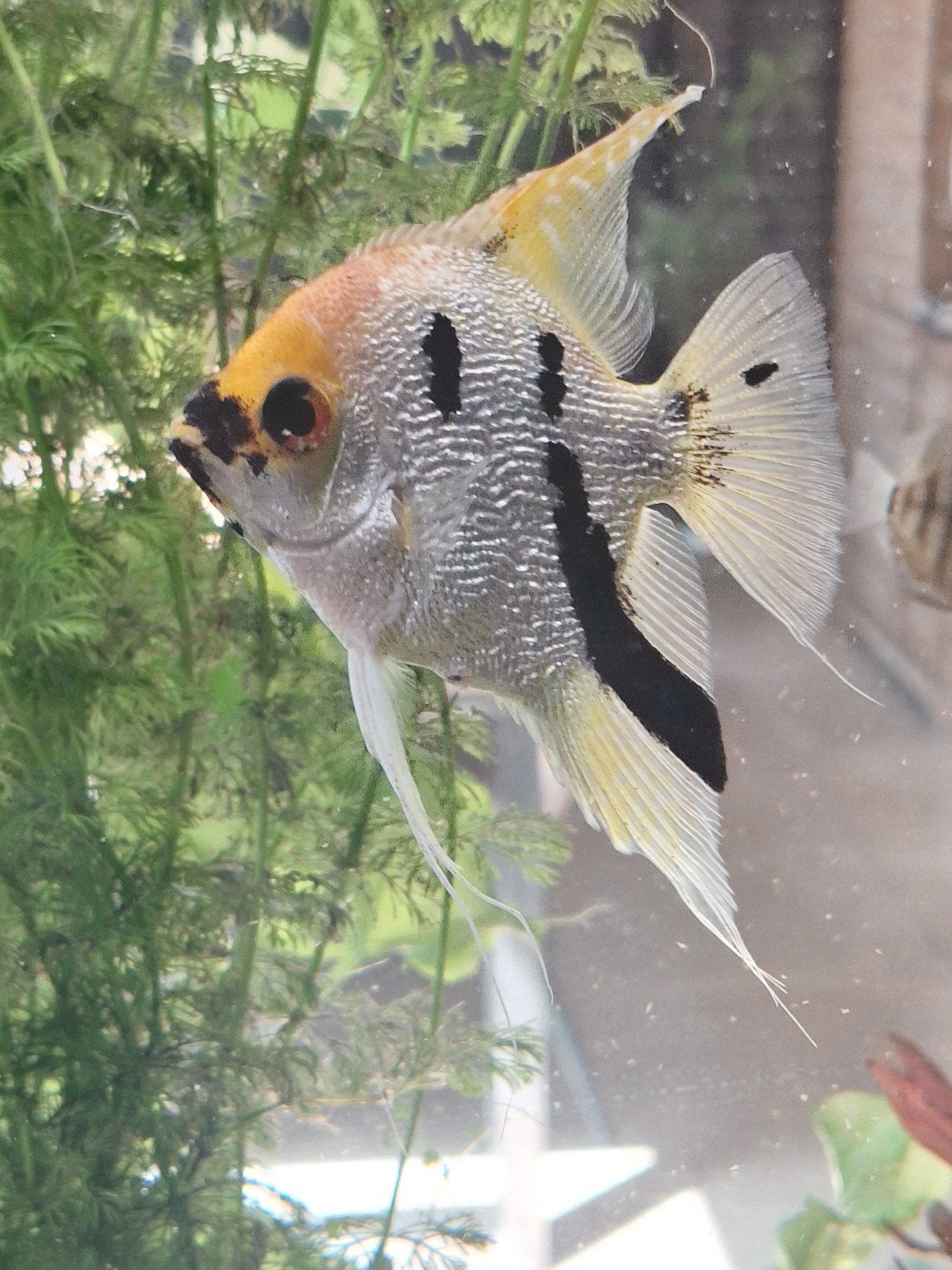 Koi maanvis ongeveer 12 cm