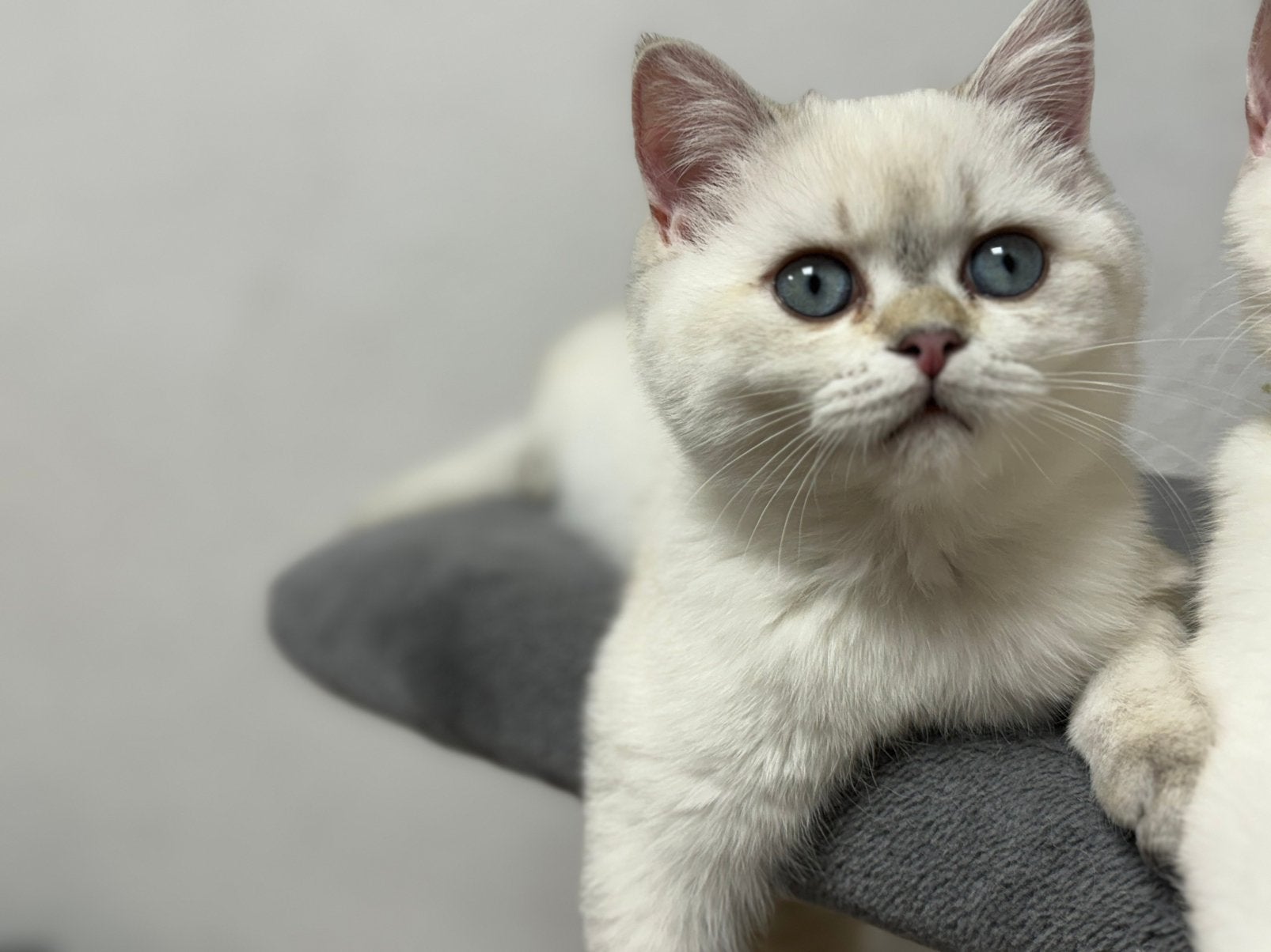kittens Britse korthaar, Animaux & Accessoires, Chats & Chatons | Chats de race | Poil ras, Plusieurs animaux, Vermifugé, 0 à 2 ans