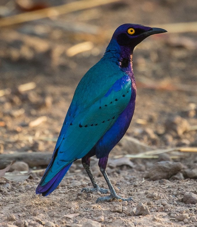 PURPER GLANSSPREEUWEN, Animaux & Accessoires, Plusieurs animaux, Oiseau tropical, Bagué