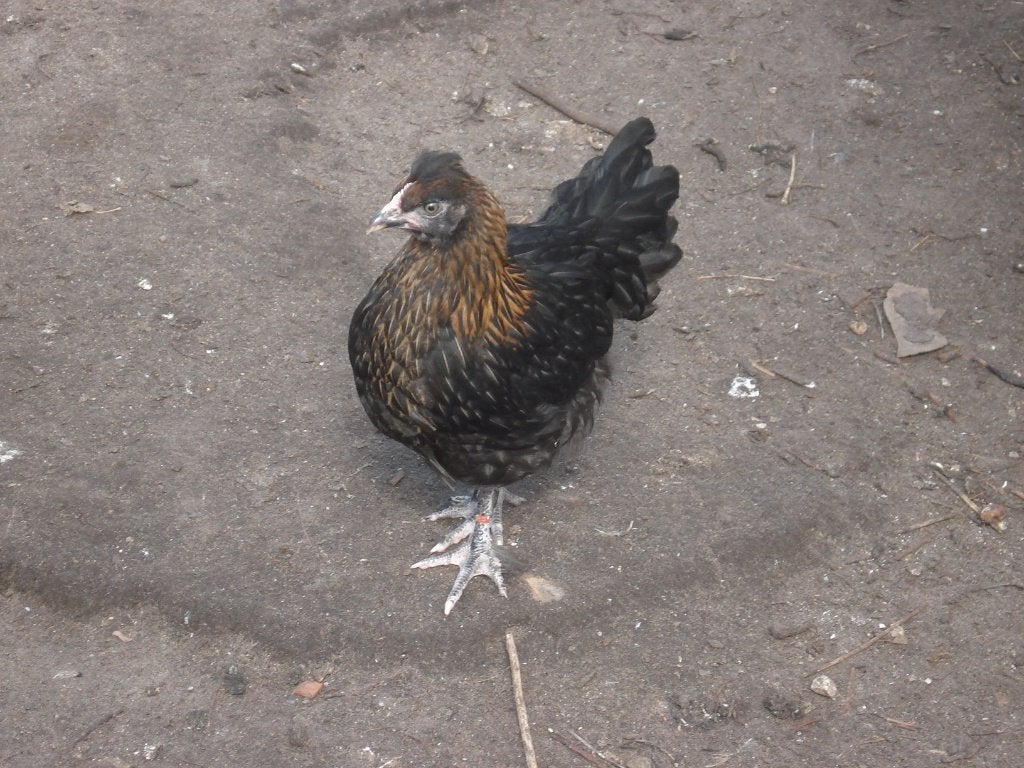 groenlegger (hen), Femelle, Poule ou poulet