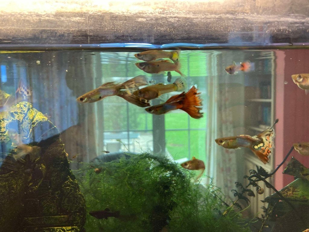 guppies 10 voor 2€, Vis, Zoetwatervis