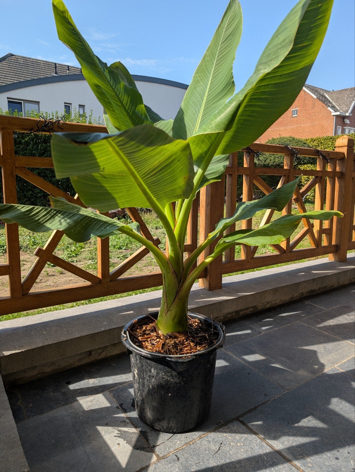 bananen plant Musella lasiocarpa, Ophalen, Zomer
