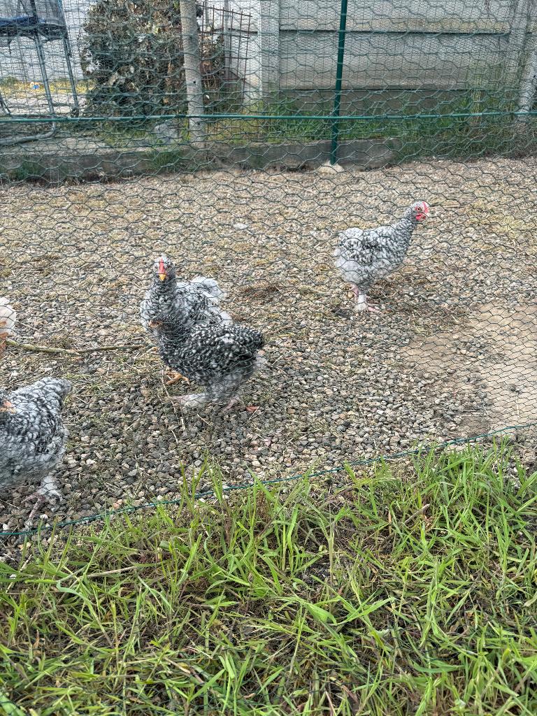 KIPPEN MECHELSE KOEKOEK 18 weken, Décembre