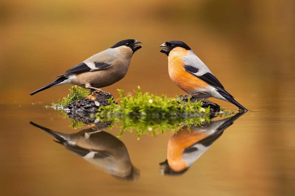 1-1 Noordse goudvinken 2025, Dieren en Toebehoren, Vogels | Overige Vogels, Meerdere dieren, Wildzangvogel, Geringd