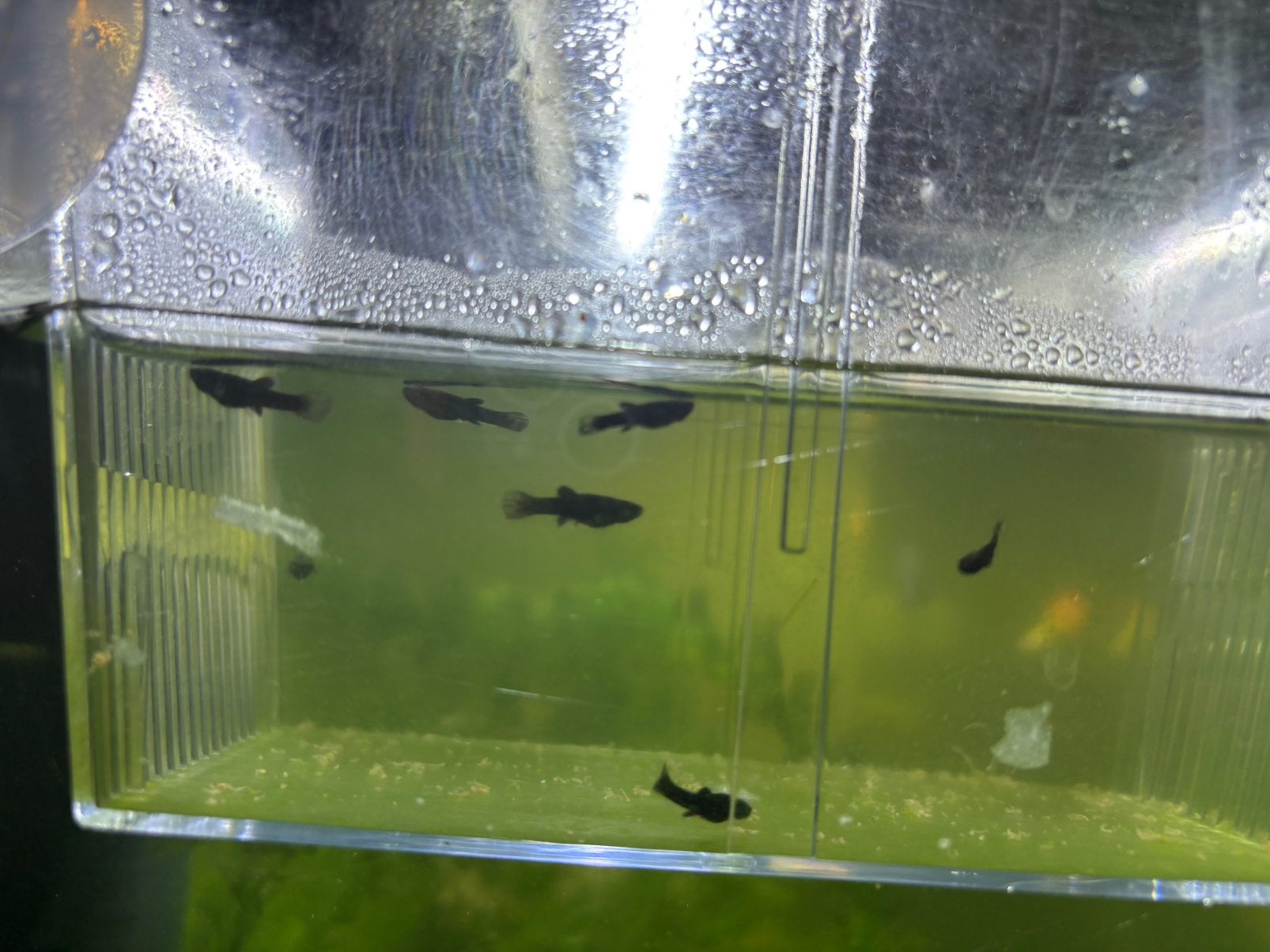 Black Molly baby's, Dieren en Toebehoren, Vis, Zoetwatervis