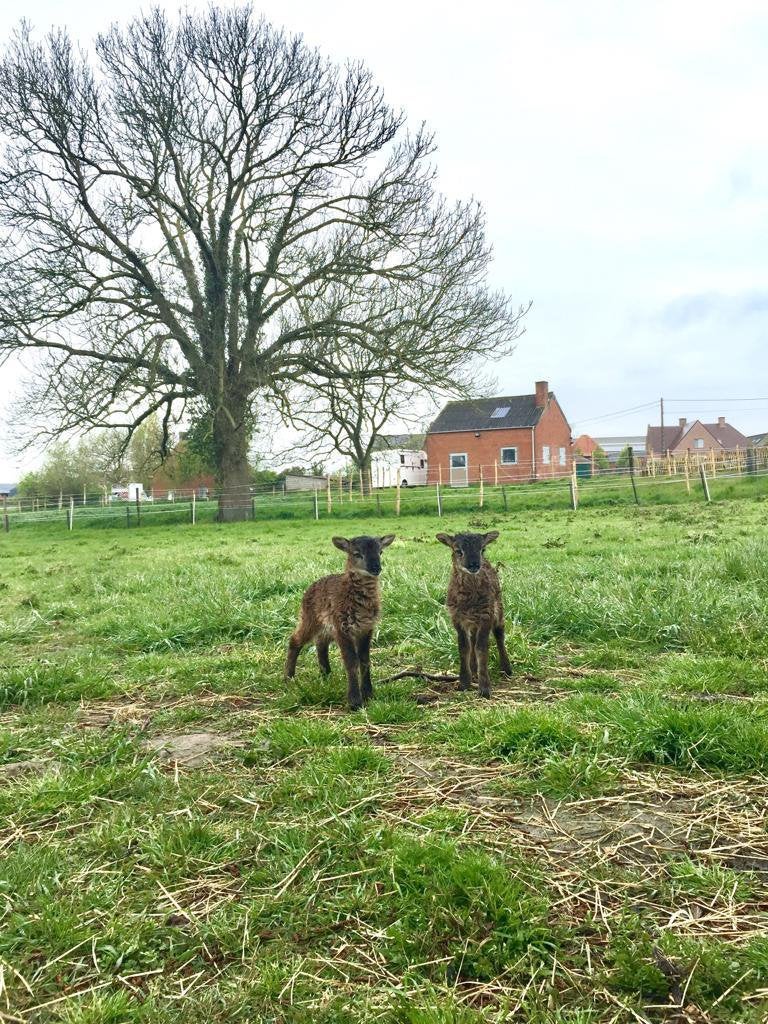 2 Soay rammetjes, Dieren en Toebehoren