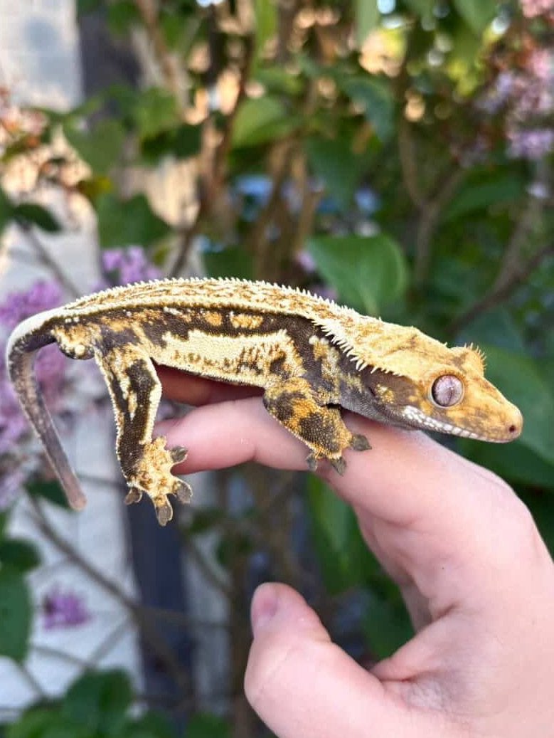 Wimpergekko 1.0 man top price, Animaux & Accessoires, Reptiles & Amphibiens