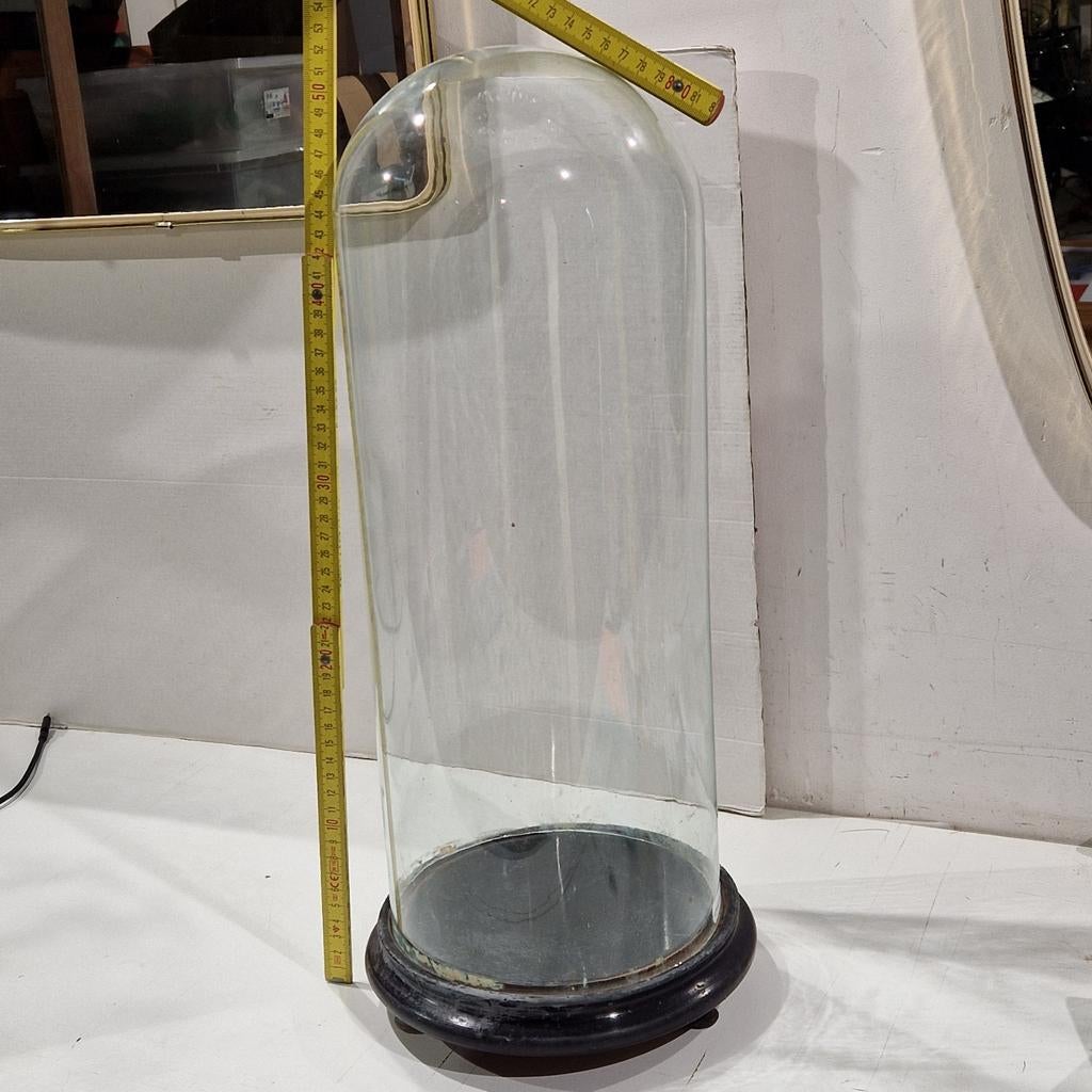 Hoge glazen stolp , 50cm hoog, Ophalen, Gebruikt