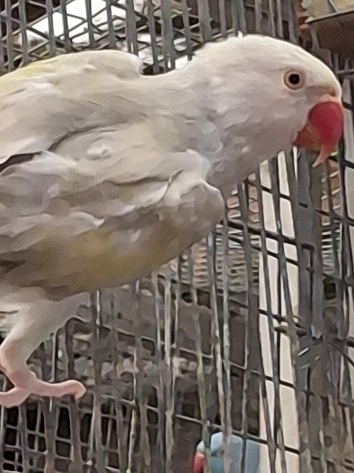 Couple reproducteur de perruches à collier, Animaux & Accessoires, Oiseaux | Perruches & Perroquets