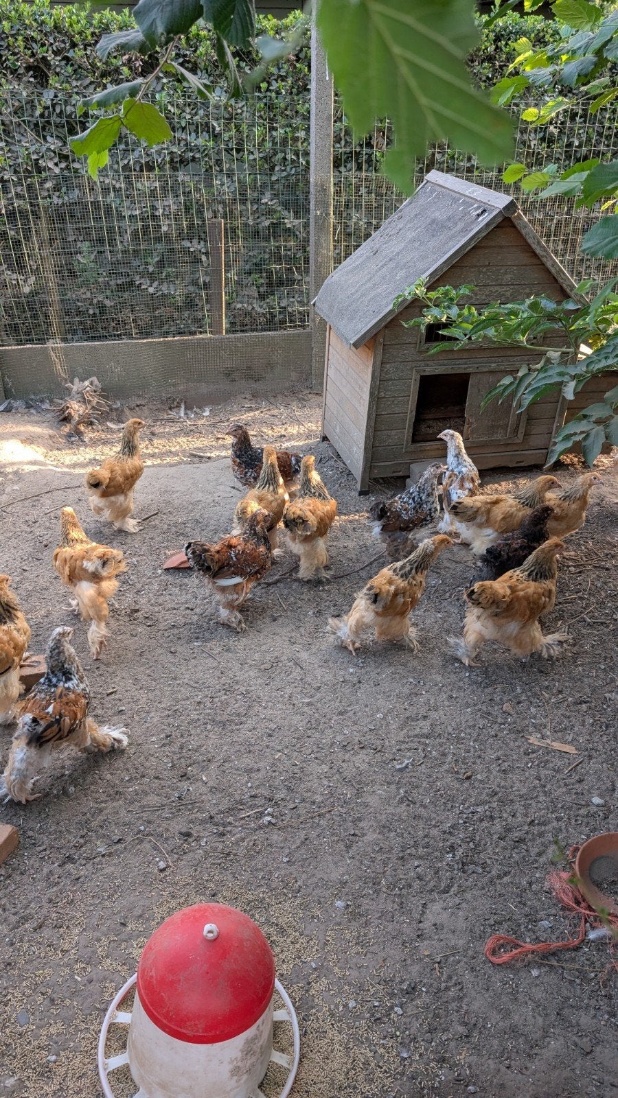 Jonge brahma kippen, Dieren en Toebehoren, Pluimvee