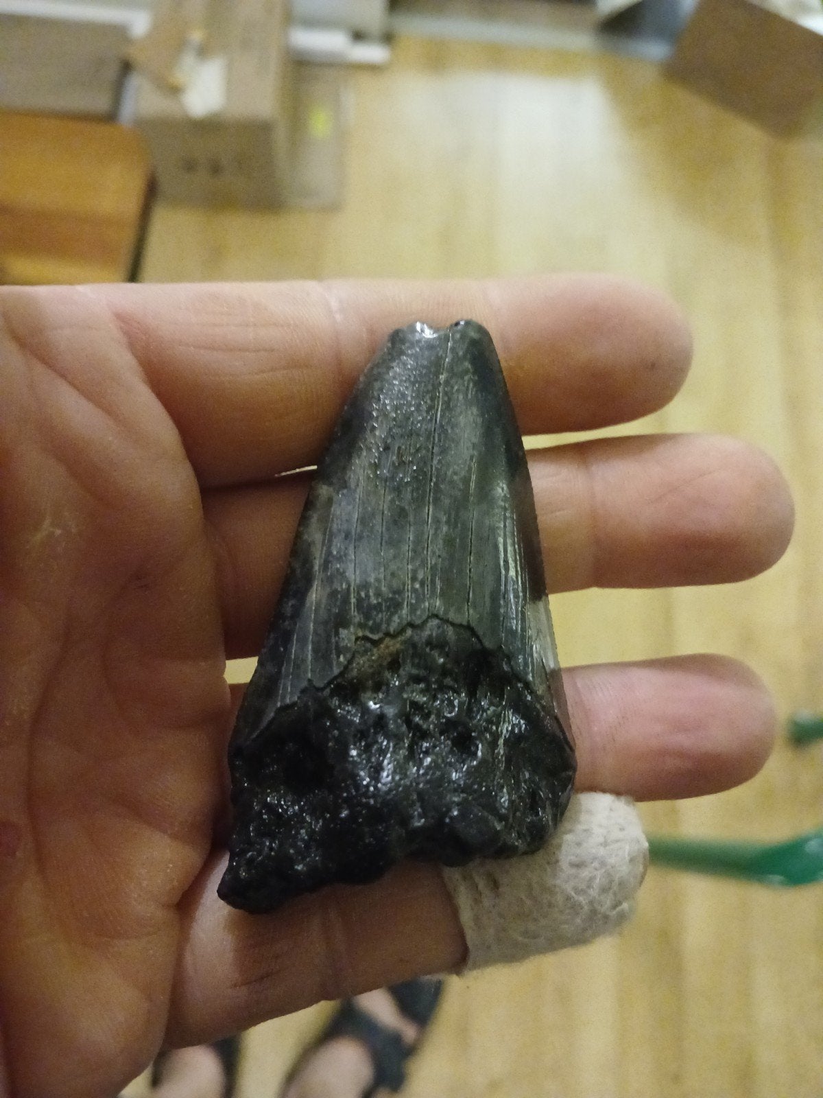 Otodus angustidens, Handtassen en Accessoires, Edelstenen, Ophalen of Verzenden