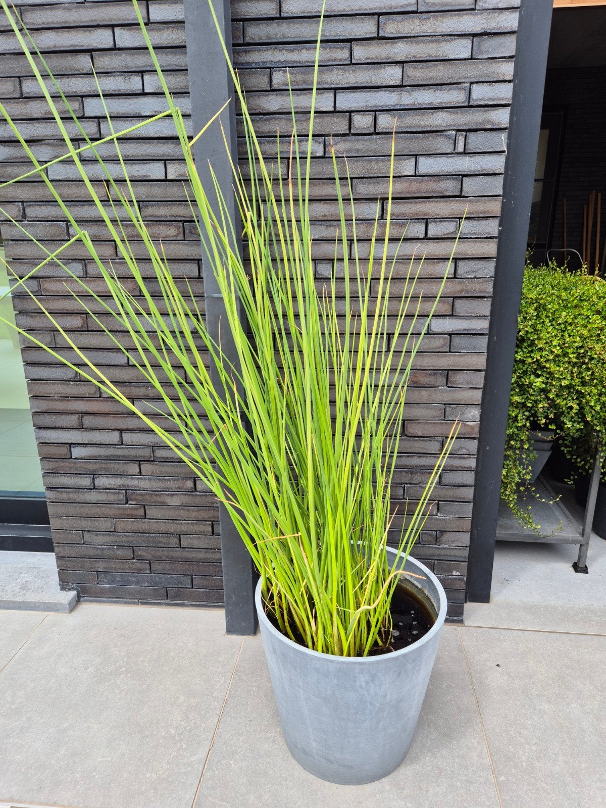 Waterplanten: mattenbies, Tuin en Terras, Ophalen